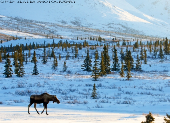 Moose Denali Landscape WM