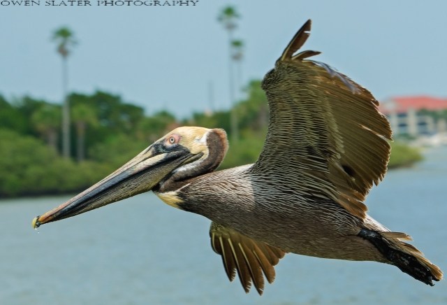 Pelican in flight WM