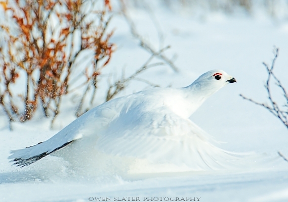 Ptarmigan takeoff 3 WM