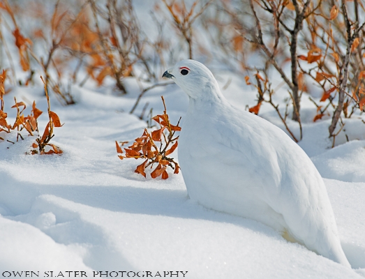 Ptarmigan willows horizontal WM