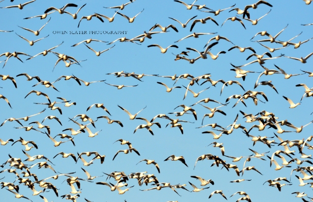Snow geese and mallards WM