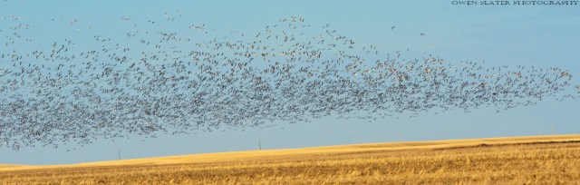 Snow geese massive flock WM
