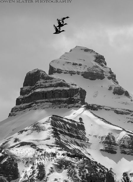 Stacked mountains and ducks BW PS WM