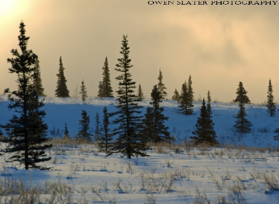 Trees, sunrise PS WM