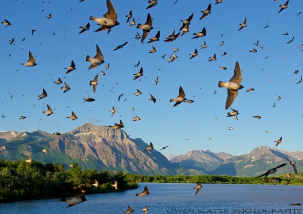 Barn swallow flock flight Waterton landscape WM