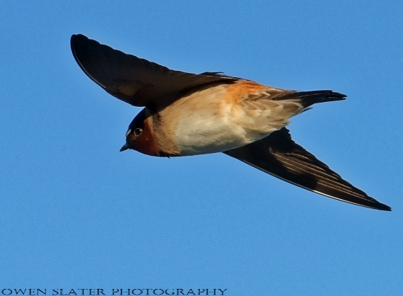 Barn swallow in flight 2 WM