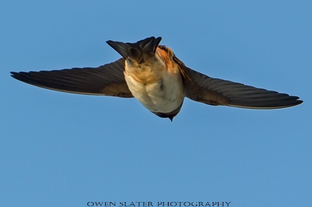 Barn swallow in flight 3 WM