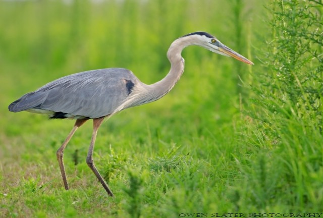 Great Blue Heron WM