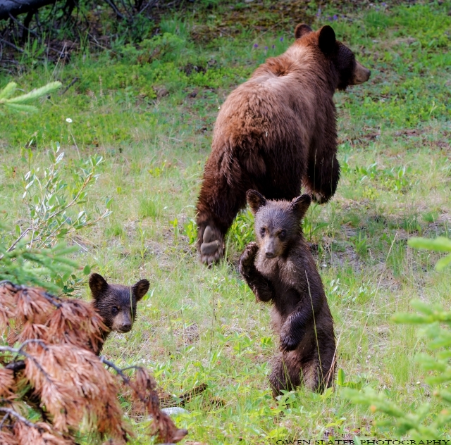 Coast is clear black bear family WM