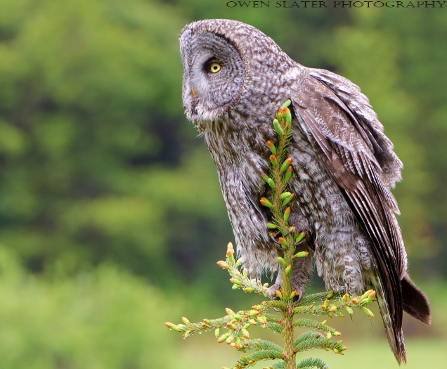 GGO spruce top horizontal best WM