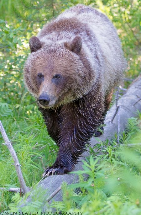 Grizzly 3 year old balanced on log WM