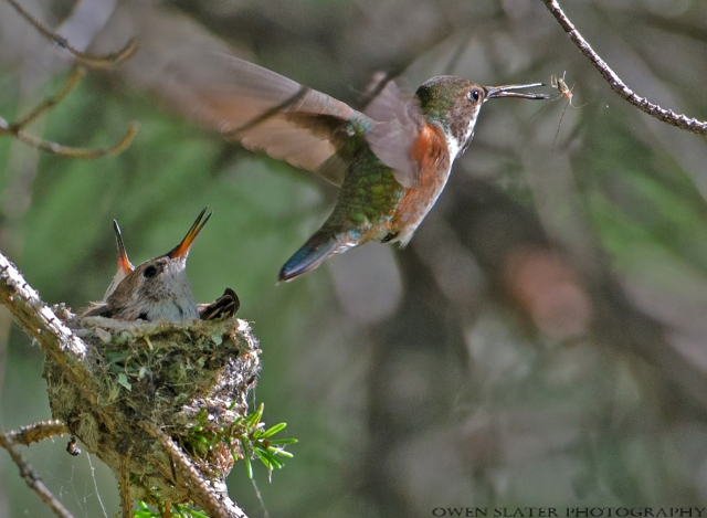 Rufous hummingbird flight spider fledglings final WM