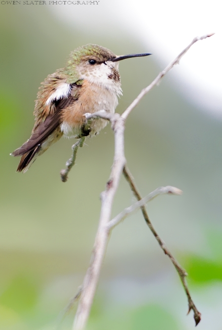 Rufous hummingbird perched WM