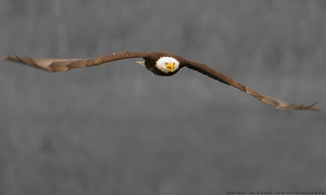 Bald eagle black frontal WM