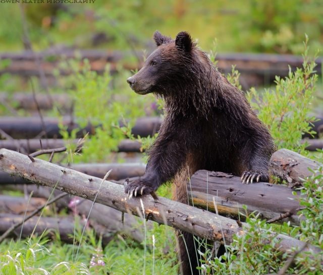 Grizz dark cub 64 3yold WM