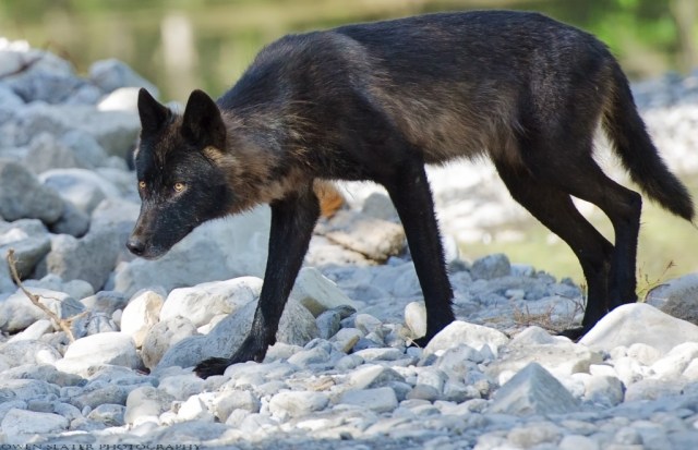 Wolf yearling creek crossing WM