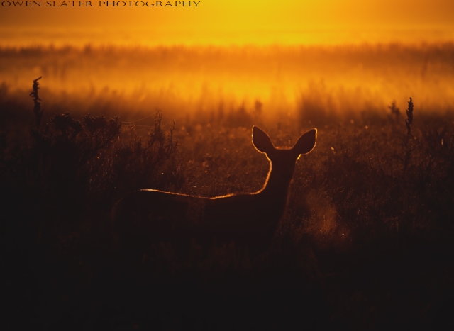 Backlit mule deer WM