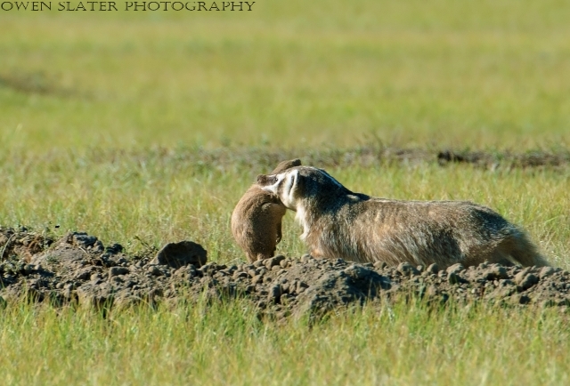Badger with PD in mouth crop WM