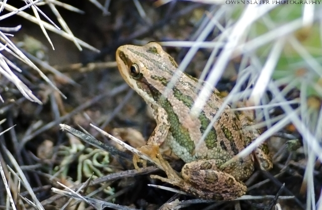 Chorus frog and prickly pear cactus wm