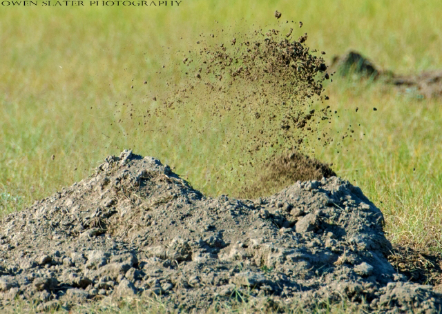 Dirt flying badger dig WM