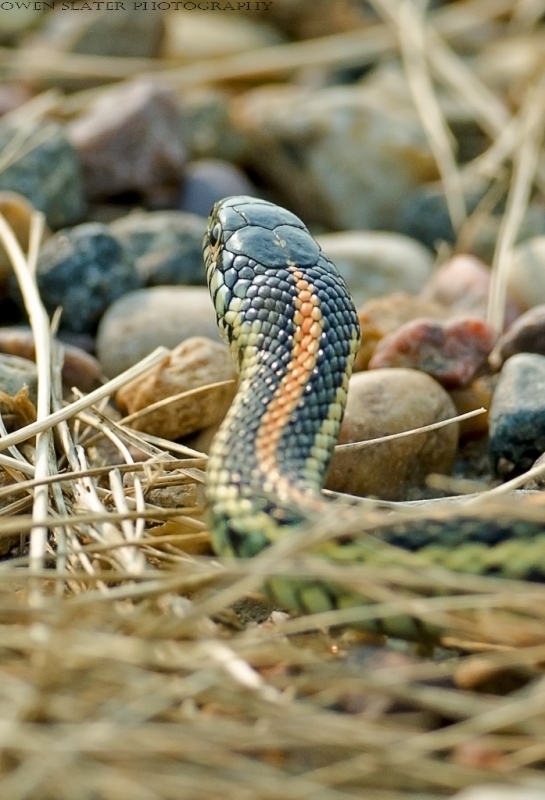 Garter snake moving away WM