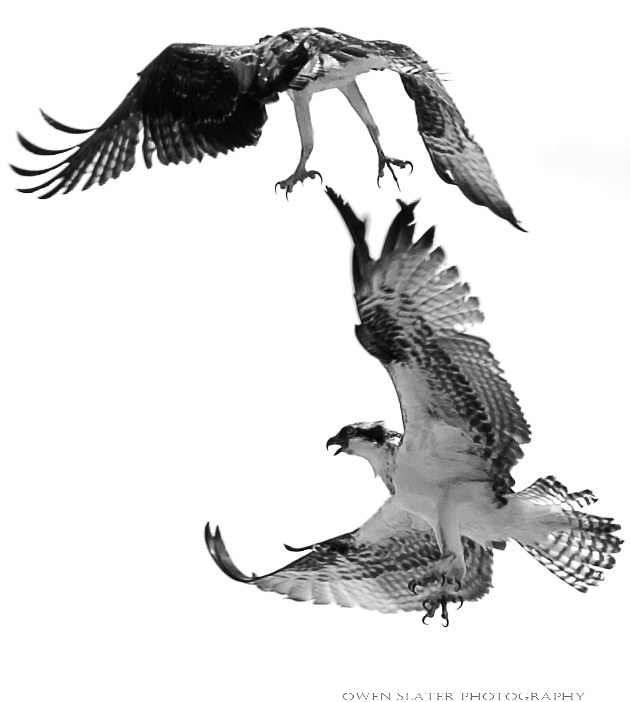 Osprey aerial fighting WM