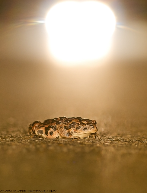 Western toad and headlights WM