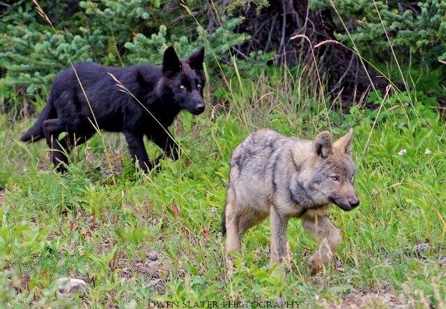 Wolf pups 2013 WM