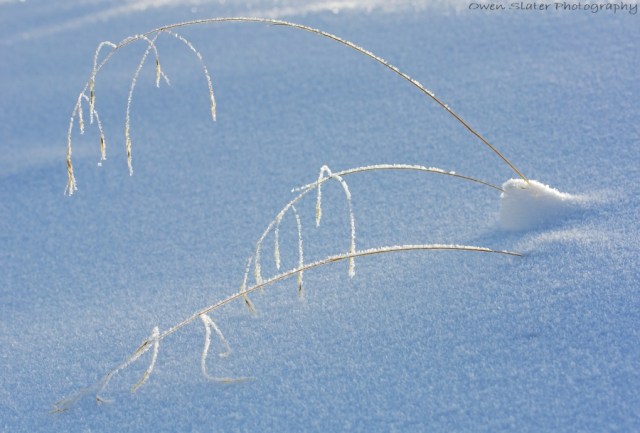 Hoar frost three grasses horizontal WM