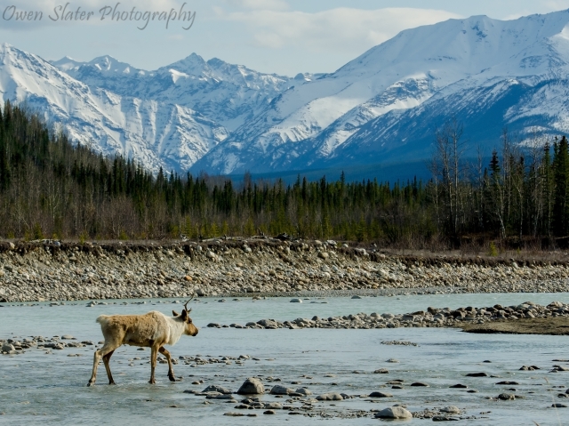 Caribou water mountains WM