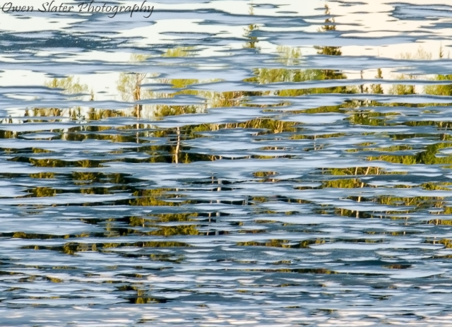 Ice, water tree reflextions WM