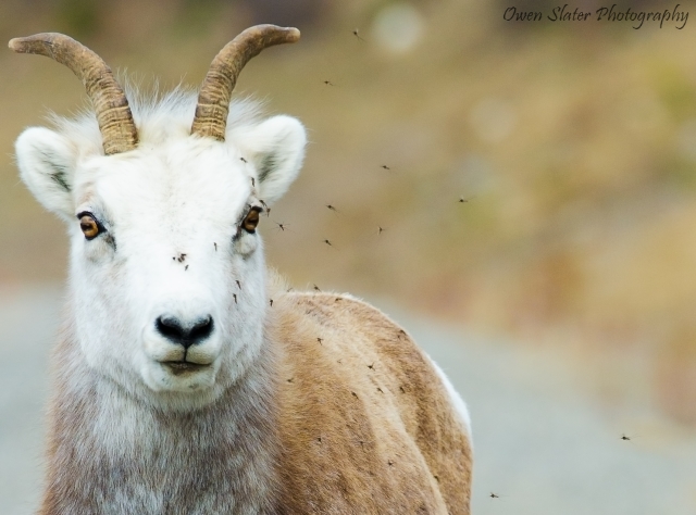 Stone sheep mosquitoes WM