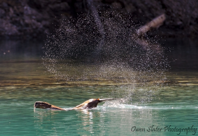 Beaver tail slap water splash WM