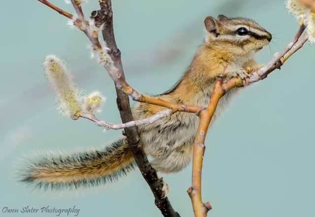 Chipmunk eating tree buds wm fb