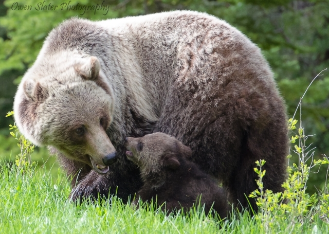 Grizzly cub and mom playing WM