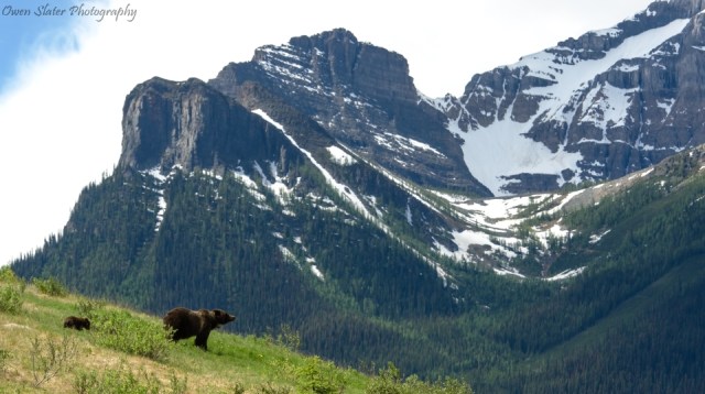 Grizzly mom and cub mountain landscape wm 960