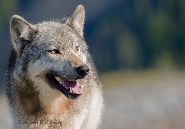 Wolf head profile wm fb