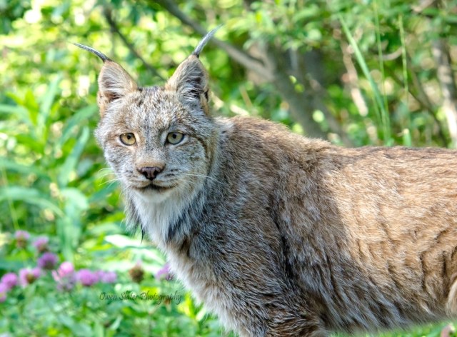 Lynx frontal cropped WM ss