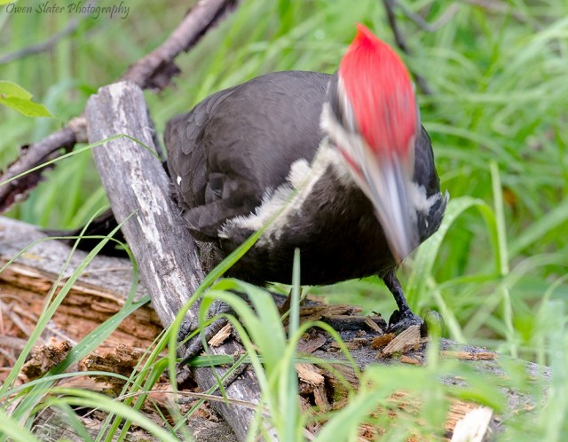 Pileated woodpecker motion WM
