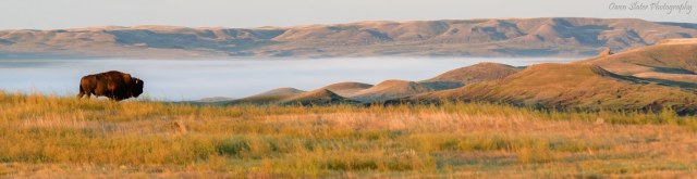 Bison Grasslands Fog Panoramic WM