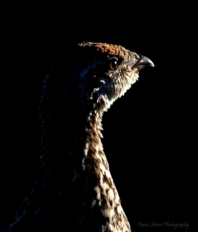 Sharp tailed grouse profile WM