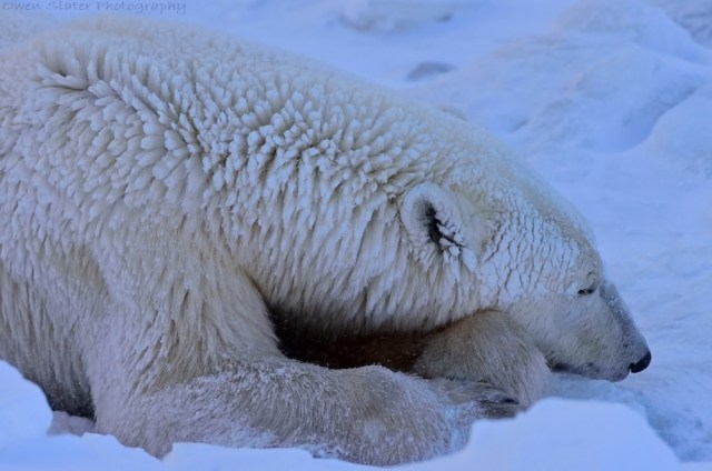 Frozen bear hair WM