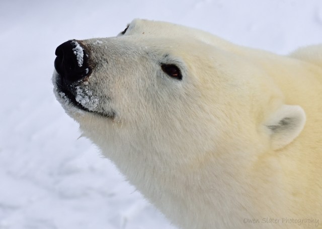 Polar bear smile WM
