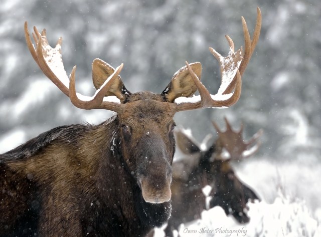 Bull Moose Antlers WM