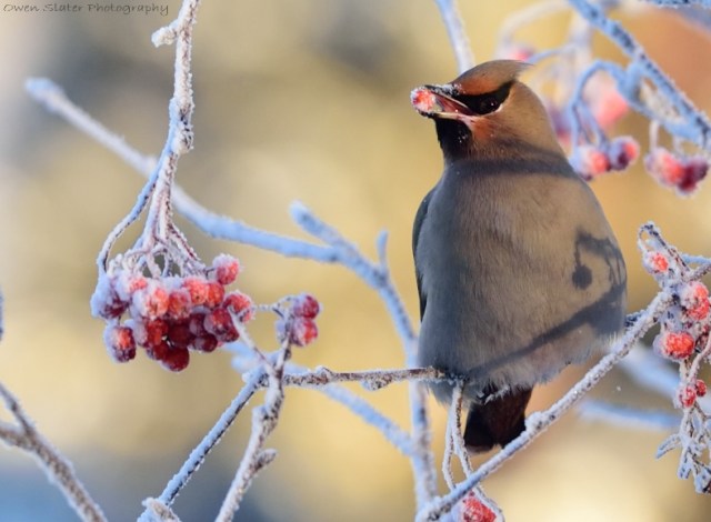 Waxwing Frozen Berry WM