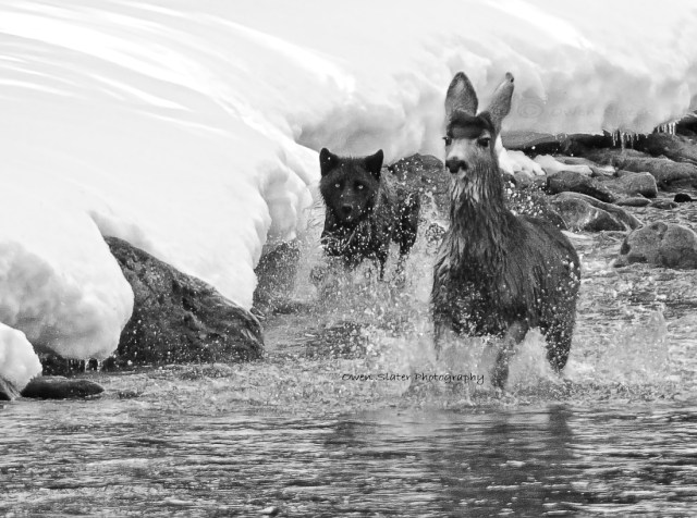 Head on off center BW WM