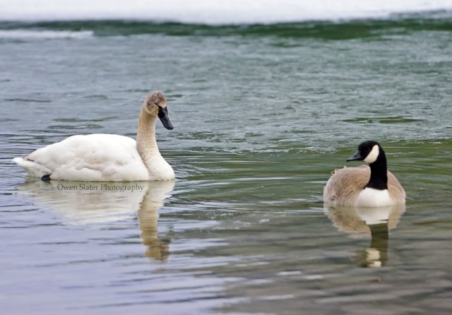 Tundra swan and Canada goose WM