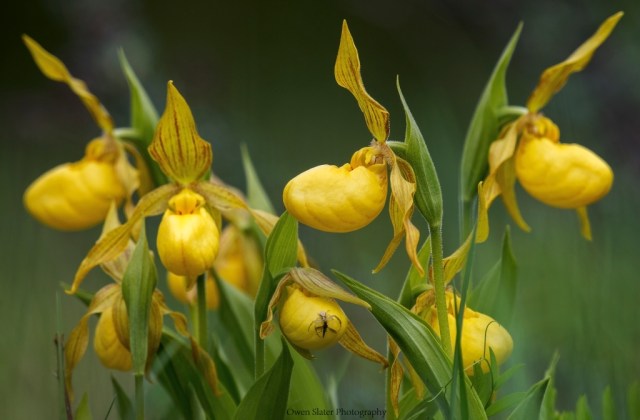 Yellow_Greater_Lady_Slipper_spider_WM[1]