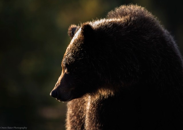 Backlit griz version 4 WM