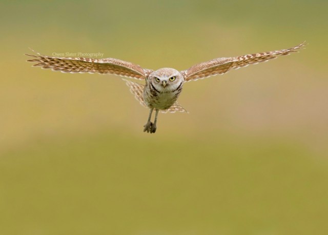Burrowing owl flight forward WM